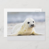 Carte Postale Images Getty | Phoque bébé (Devant / Derrière)