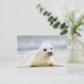 Carte Postale Images Getty | Phoque bébé (Debout devant)
