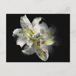 Carte Postale Imaginaire blanc Lilies