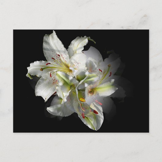 Carte Postale Imaginaire blanc Lilies (Devant)