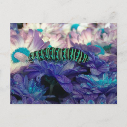 Carte postale Imaginaire Caterpillar (Devant)
