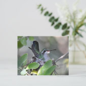 Carte Postale Imbrication de colibri à large bande (Debout devant)