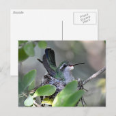 Carte Postale Imbrication de colibri à large bande (Devant / Derrière)