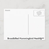 Carte Postale Imbrication de colibri à large bande (Dos)