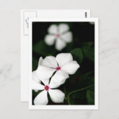 CARTE POSTALE IMG_0236 (Devant / Derrière)