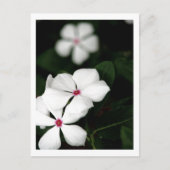 CARTE POSTALE IMG_0236 (Devant)