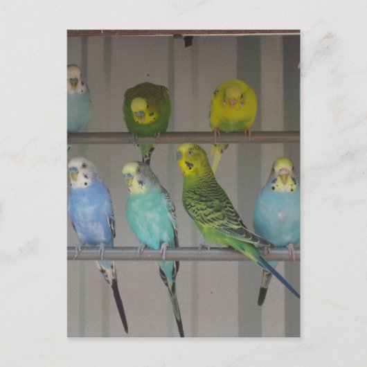 CARTE POSTALE IMG_0348 (Devant)