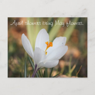 Carte Postale IMG_0371, les averses d'avril apportent des fleurs