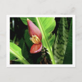 CARTE POSTALE IMG_0432 (Devant)