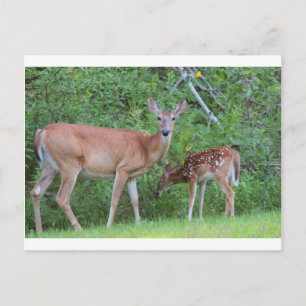 CARTE POSTALE IMG_0494_1