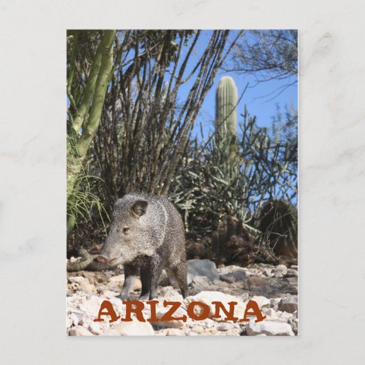 CARTE POSTALE IMG_0830, ARIZONA (Devant)