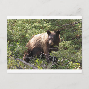 CARTE POSTALE IMG_1319_1