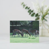 Carte Postale IMG_1699 nara (Debout devant)