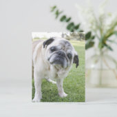 CARTE POSTALE IMG_2562 (Debout devant)