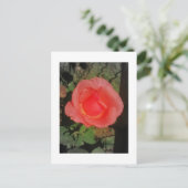 CARTE POSTALE IMG_3046 (Debout devant)