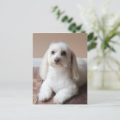 CARTE POSTALE IMG_4050 (Debout devant)