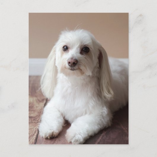 CARTE POSTALE IMG_4050 (Devant)