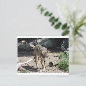 CARTE POSTALE IMG_7805 (Debout devant)