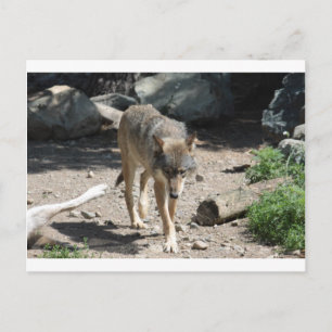 CARTE POSTALE IMG_7805