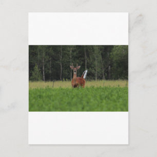 CARTE POSTALE IMG_9486_1