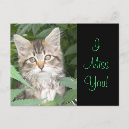 Carte Postale IMisYou ! Kitten (Devant)