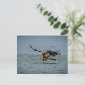 Carte Postale Immature Bald Eagle plongée pour un poisson (Debout devant)