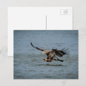 Carte Postale Immature Bald Eagle plongée pour un poisson (Devant / Derrière)