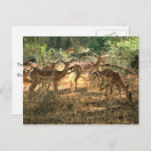 Carte Postale Impala (Devant / Derrière)