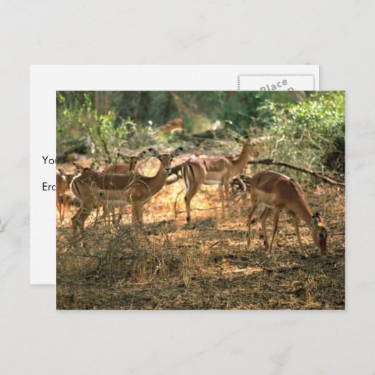 Carte Postale Impala (Devant / Derrière)