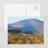 Carte Postale Impala (Aepyceros Melampus), Hluhluwe-Umfolozi (Devant / Derrière)