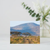 Carte Postale Impala (Aepyceros Melampus), Hluhluwe-Umfolozi (Debout devant)