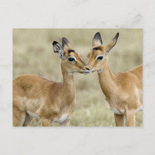 Carte Postale Impala Babys