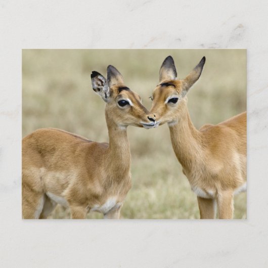 Carte Postale Impala Babys (Devant)