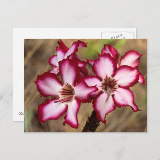 Carte Postale Impala Lily (Adenium Multiflorum), Kruger (Devant / Derrière)