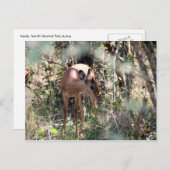 Carte Postale impala timide (Devant / Derrière)