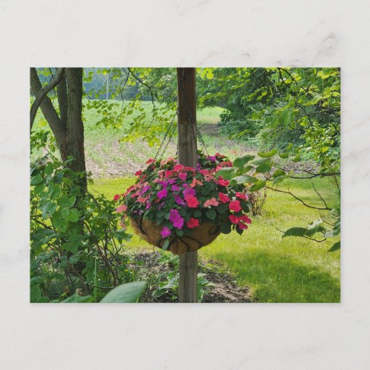 Carte Postale Impatiens dans un panier à pendre (Devant)