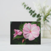 Carte postale Impatiens rose blanc (Debout devant)