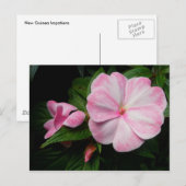 Carte postale Impatiens rose blanc (Devant / Derrière)