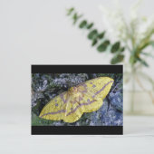 Carte postale Imperial Moth. (Debout devant)