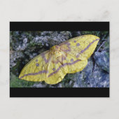 Carte postale Imperial Moth. (Devant)