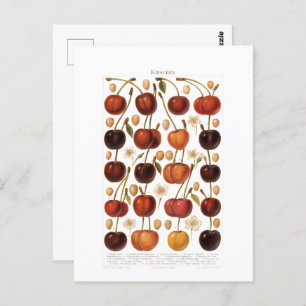Carte Postale Impression allemande vintage des années 1800 Fruit