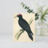 Carte Postale Impression antique d'un pic noir (Debout devant)