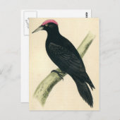 Carte Postale Impression antique d'un pic noir (Devant / Derrière)