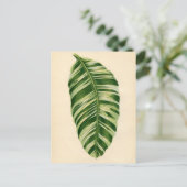 Carte Postale Impression botanique - Banane (musa vittata) (Debout devant)