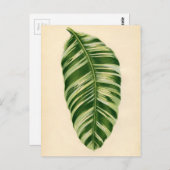 Carte Postale Impression botanique - Banane (musa vittata) (Devant / Derrière)