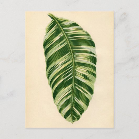 Carte Postale Impression botanique - Banane (musa vittata) (Devant)