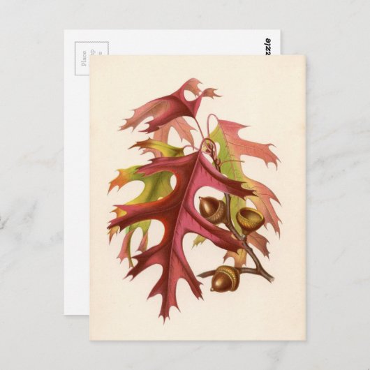 Carte Postale Impression botanique - Chêne à écarlate (quercus c (Devant / Derrière)