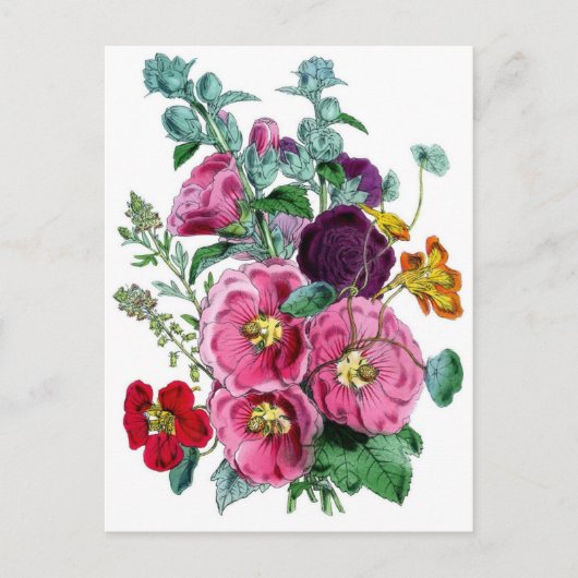 Carte Postale Impression botanique - Hollyhocks et Rose (Devant)