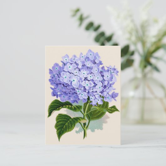 Carte Postale Impression botanique - Hydrangea (Debout devant)