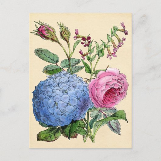 Carte Postale Impression botanique - Hydrangea & Rose (Devant)
